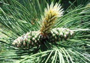 Borovica na čistenie tela parazitov