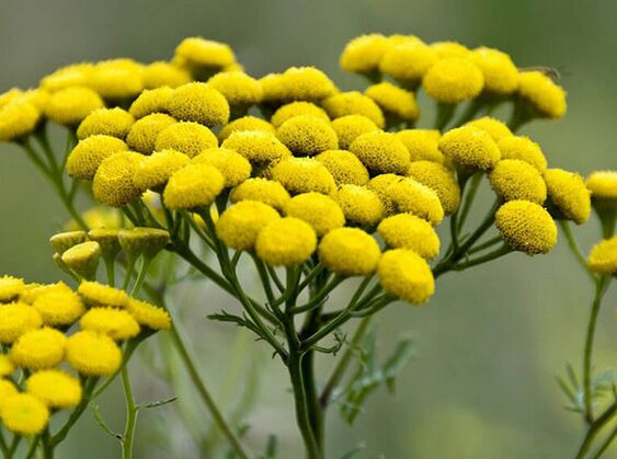 tansy - liek na parazity